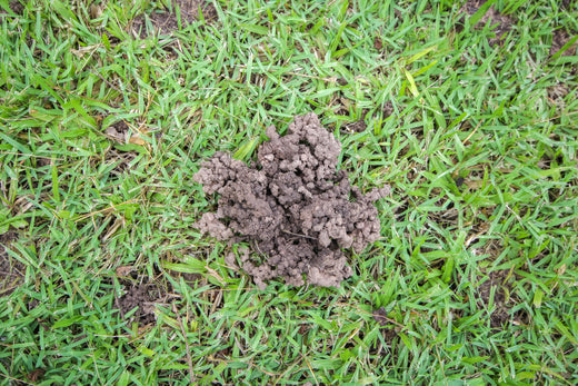 how to get rid of ants in the lawn