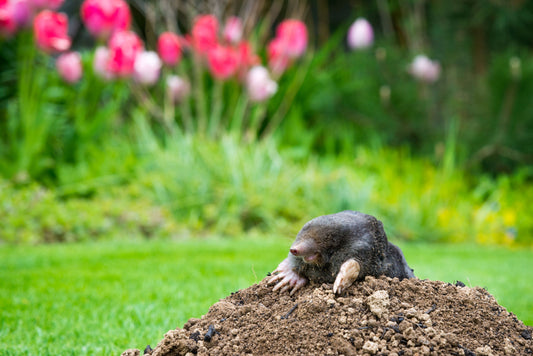 How to Manage and Prevent Garden Moles