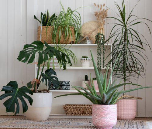 Choosing the Best House Plants