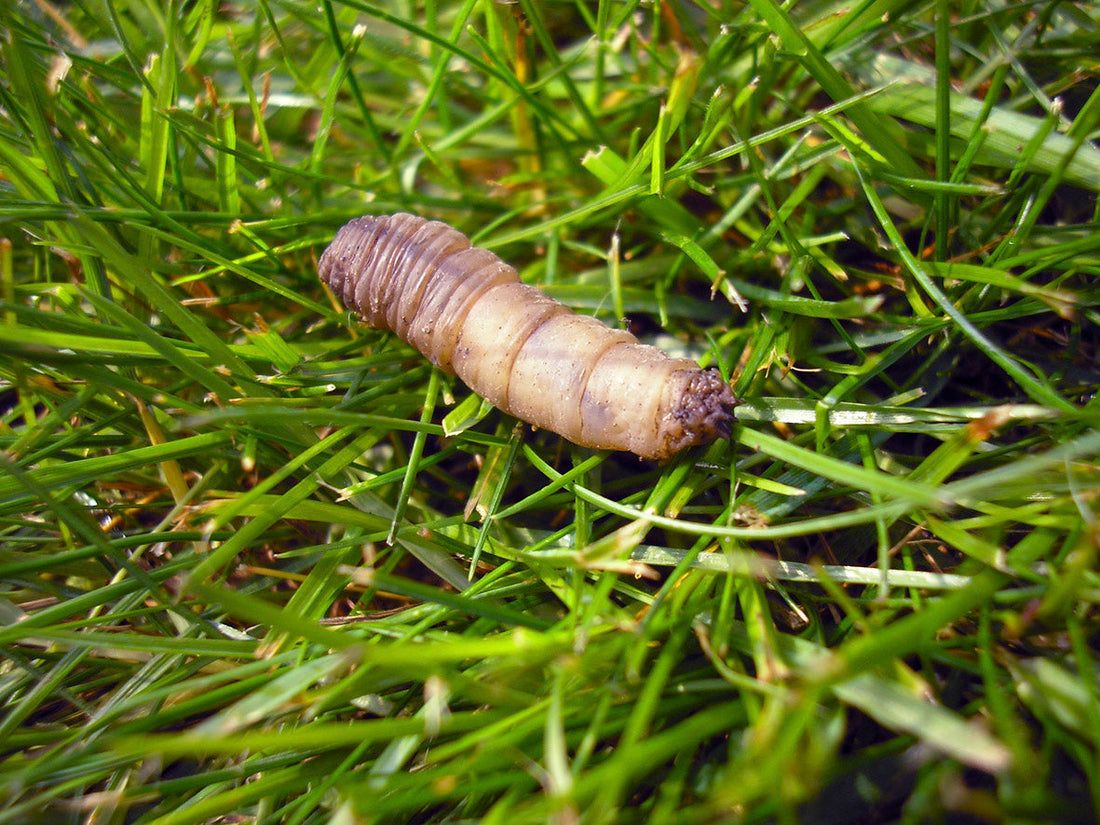 Leatherjacket in grass, Lawn Pests,  Leatherjackets, Leatherjacket Grub