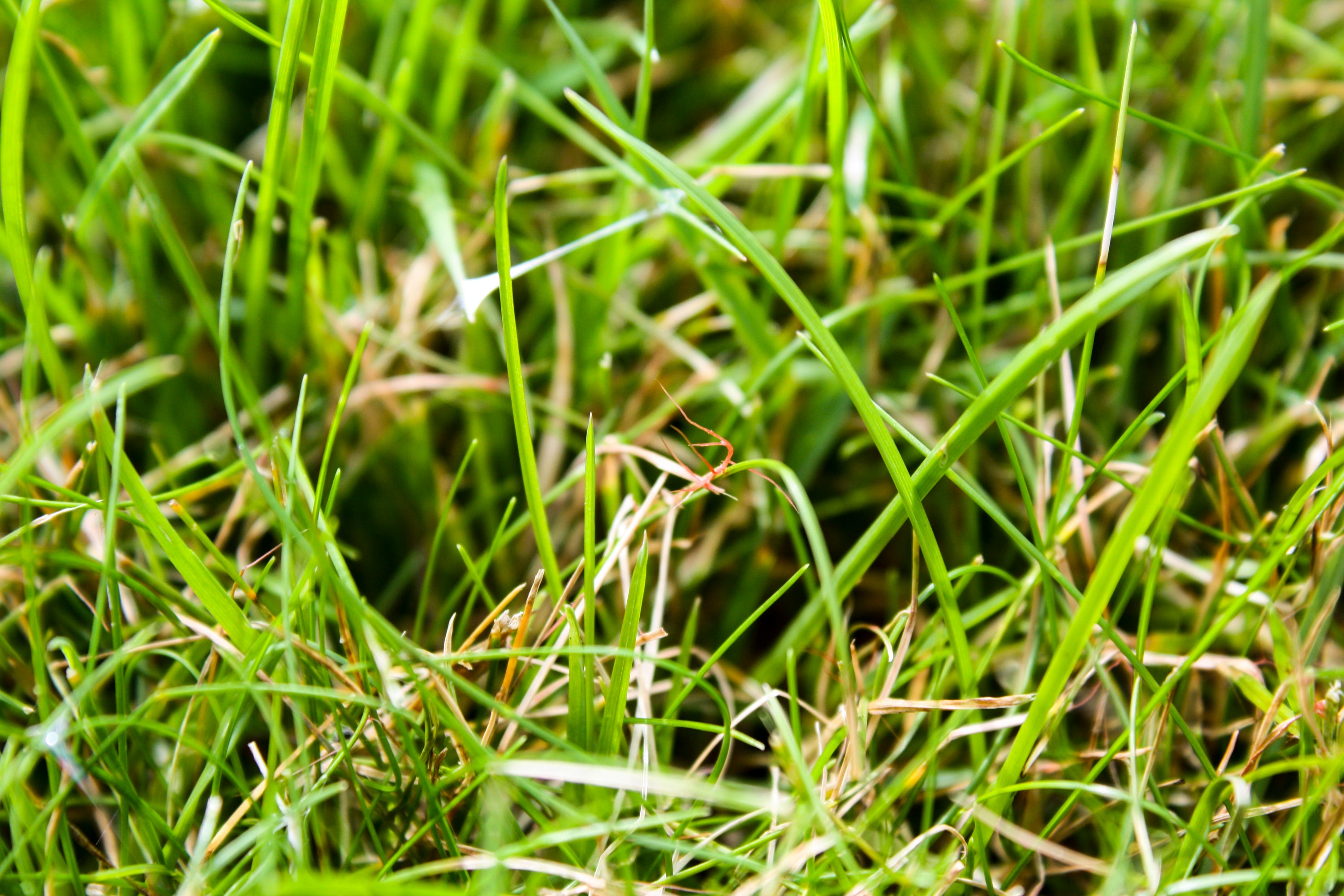 Red Thread Lawn Care Tips - GreenThumb