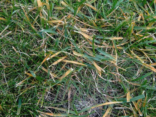 Understanding Common Lawn Diseases – GreenThumb